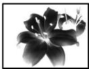 SONY DCR-TRV890E - Selecting picture effect - 1