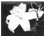 SONY DCR-VX2000E - Using special effects - Picture effect - 2