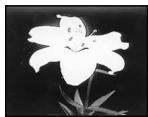 SONY DCR-VX2000E - Using special effects - Picture effect - 4
