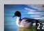 PANASONIC TZ70 - - À propos des images envoyées vers un dossier Cloud au moyen de [Service sync. dans le cloud] (En date de janvier 2015) - 3