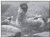 FUJIFILM XF1 - Correction de l'exposition - 3