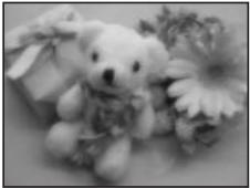 PENTAX OPTIO W10 - ⑭ Animaux Domestiques - 4