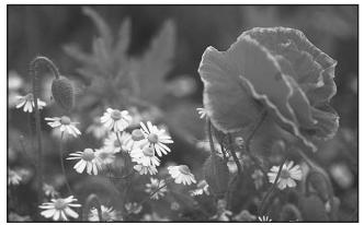 PENTAX K20D - Effet de l'ouverture - 2