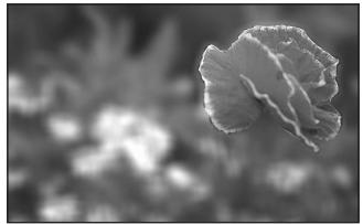 PENTAX K20D - Effet de l'ouverture - 1