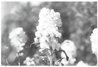 SONY HVL-F60M - High-speed sync (HSS) - 1