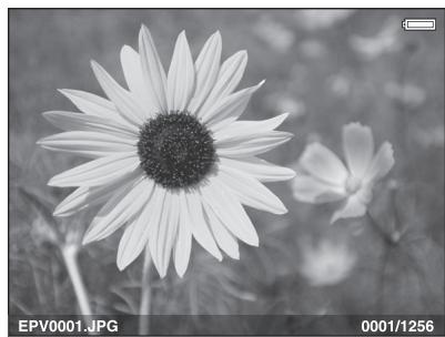 EPSON P-3000 - Photo - 1