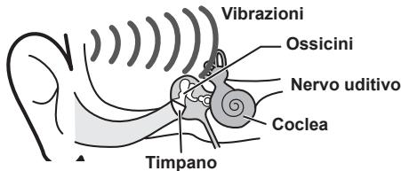 Vibrazioni Ossicini Nervo uditivo Coclea Timpano