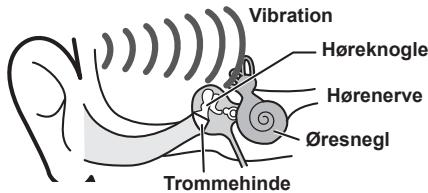Vibration Høreknogle Hørenerve Øresnegl Trommehinde