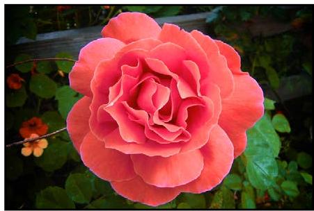 APPLE APERTURE 3.3 - Utilisation des commandes de vignettage - 4
