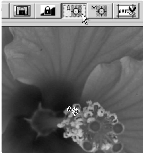 KONICA MINOLTA DIMAGE SCAN DUAL IV - AF (Autofocus) ponctuel - 1