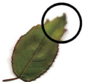 ADOBE FLASH CS5 - Graphiques bitmap - 1