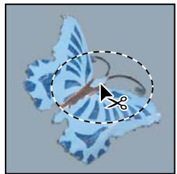 ADOBE PHOTOSHOP CS3 - Déplacement d'une sélection - 1