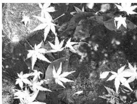 MINOLTA DIMAGE A1 - A PROPOS D'EXPOSITION ET DE CORRECTION AU FLASH - 1