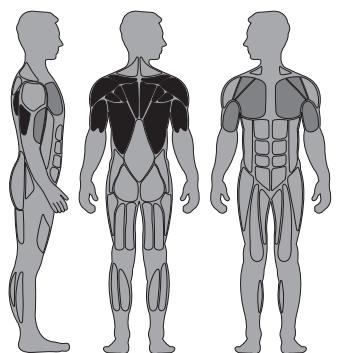 CYBEX INTERNATIONAL 12231 DIP CHIN - Muscles sollicités - 1