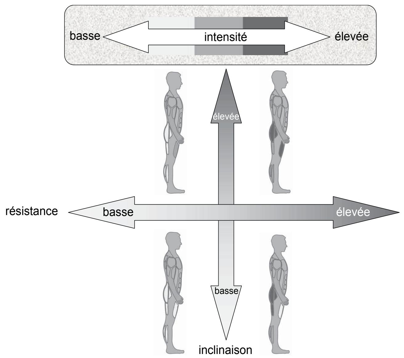 CYBEX INTERNATIONAL 750A-750AT ARC - Amplitude des mouvements - 1