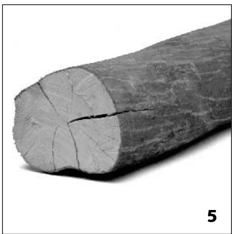 STUV 20-66 - Le chêne (4) - 3