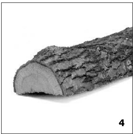 STUV 20 - Le chêne (4) - 2