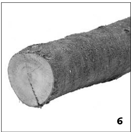 STUV 20 - Le chêne (4) - 4