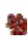 E-TEN X800 - Tapotecz sur, Programmes, puis sur Rechercher. - 8