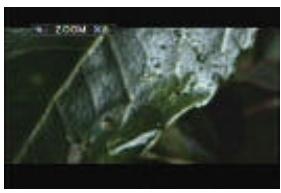 VIETA DVD-4 - Zoom off - 4