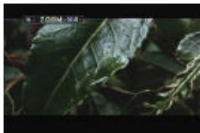 VIETA DVD-4 - Zoom off - 3