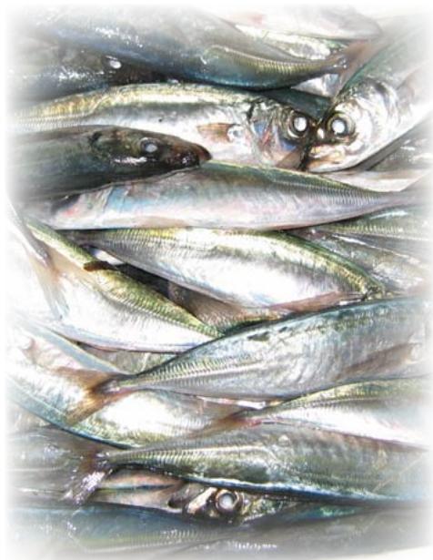 SIMRAD SX90 - Filtre anti-bruit - 1