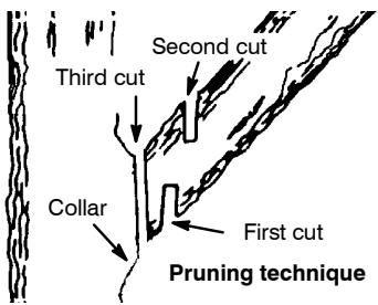 POULAN PRO PP3516 - PRUNING - 1