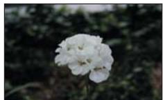 SAMSUNG VP-DX205 - Dans les situations suivantes, il est possible que vous obteniez de plusieurs résultats en faisant la mise au point manuelle : - 2