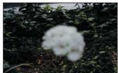 SAMSUNG VP-DX205 - Dans les situations suivantes, il est possible que vous obteniez de plusieurs résultats en faisant la mise au point manuelle : - 3