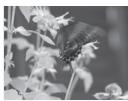 SAMSUNG LE32N73BD - Using the PHOTO (JPEG) List - 4