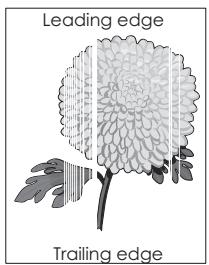 EPSON MX310DN - Presenza di aree verticali vuote sulle stampe - 1