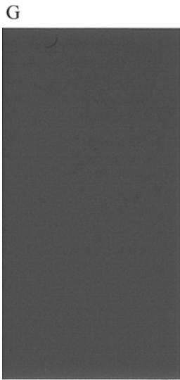 HP DESIGNJET T1100 - L'impression diagnostics d'image - 2