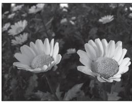 NIKON COOLPIX P7100 - Réglage de la valeur d'ouverture - 3