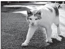 NIKON COOLPIX P7100 - Animaux domestiques - 1