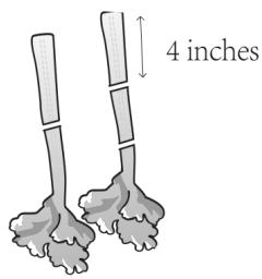 DEJELIN SLJ100 - INGRÉDIENTS FIBREUX ET/OU FEUILLUS ET DURS (ex: céleri, chou frisé, ananas,: - 1