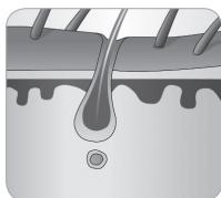 BABYLISS IPL HOMELIGHT SENSOR G960E - Ciclo de crescimento do pelo - 6