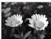 NIKON P950 - Effect of the f-number - 1