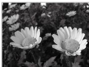 NIKON P950 - Effect of the f-number - 2