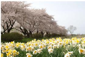 NIKON Z 50 - Z50 - Floraison - 1
