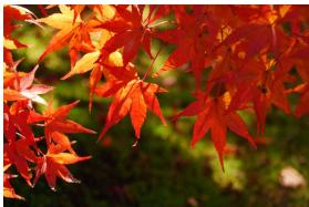 NIKON Z 50 - Z50 - Couleurs d'automne - 1