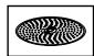 BOSCH MC812W620 - Grating disc – medium-fine - 1