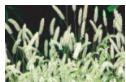 CANON EOS 77D - Impression - 4