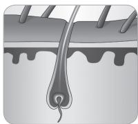 BABYLISS G750E - 2.2.Cykl wzrostu wlosa - 5