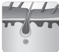 BABYLISS G750E - Hårtillväxtens cykel - 4