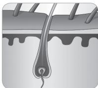 BABYLISS G750E - Håretsvækstcyklus - 5