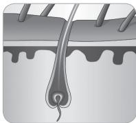 BABYLISS G750E - Karvan kasvusykli - 5