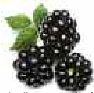 MAGIMIX JUICE EXPERT 2 - Mûre - 3