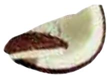MAGIMIX JUICE EXPERT 2 - Coco (noix de) - 3