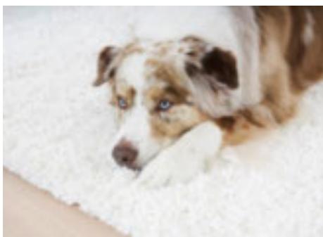 MIELE DG6 200 IN - Pour que la poussière reste dans le sac   Le système de filtration AirClean de - 4
