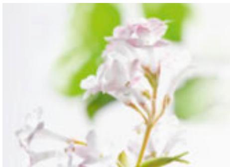 MIELE DG6 200 IN - une proprete inégalée avec un dosage minimal. - 8